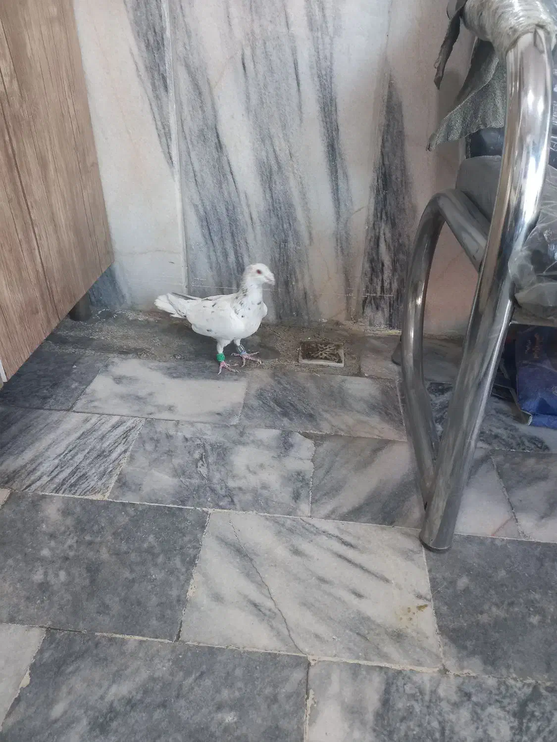 سارسیاه قلدرنر....زدوخوردی|پرنده|مشهد, ایثار|دیوار