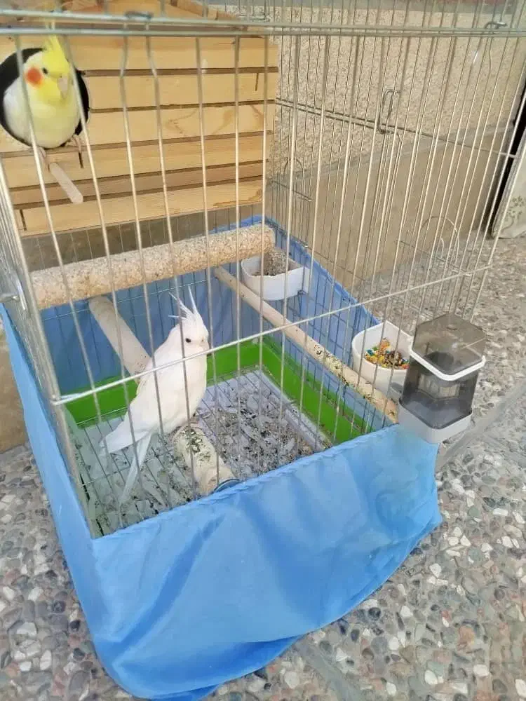 عروس هلندی سفید جفت تر و ماده|پرنده|قرچک, قشلاق جیتو|دیوار