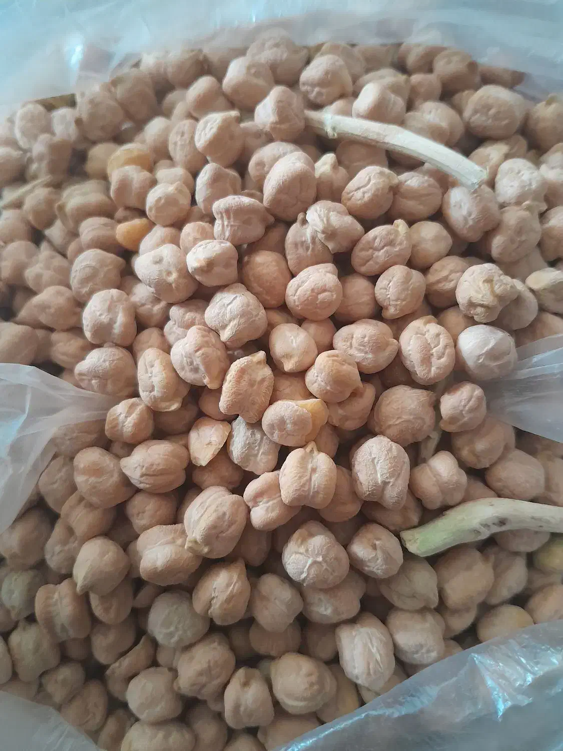 نخود|خوردنی و آشامیدنی|کوهدشت, |دیوار