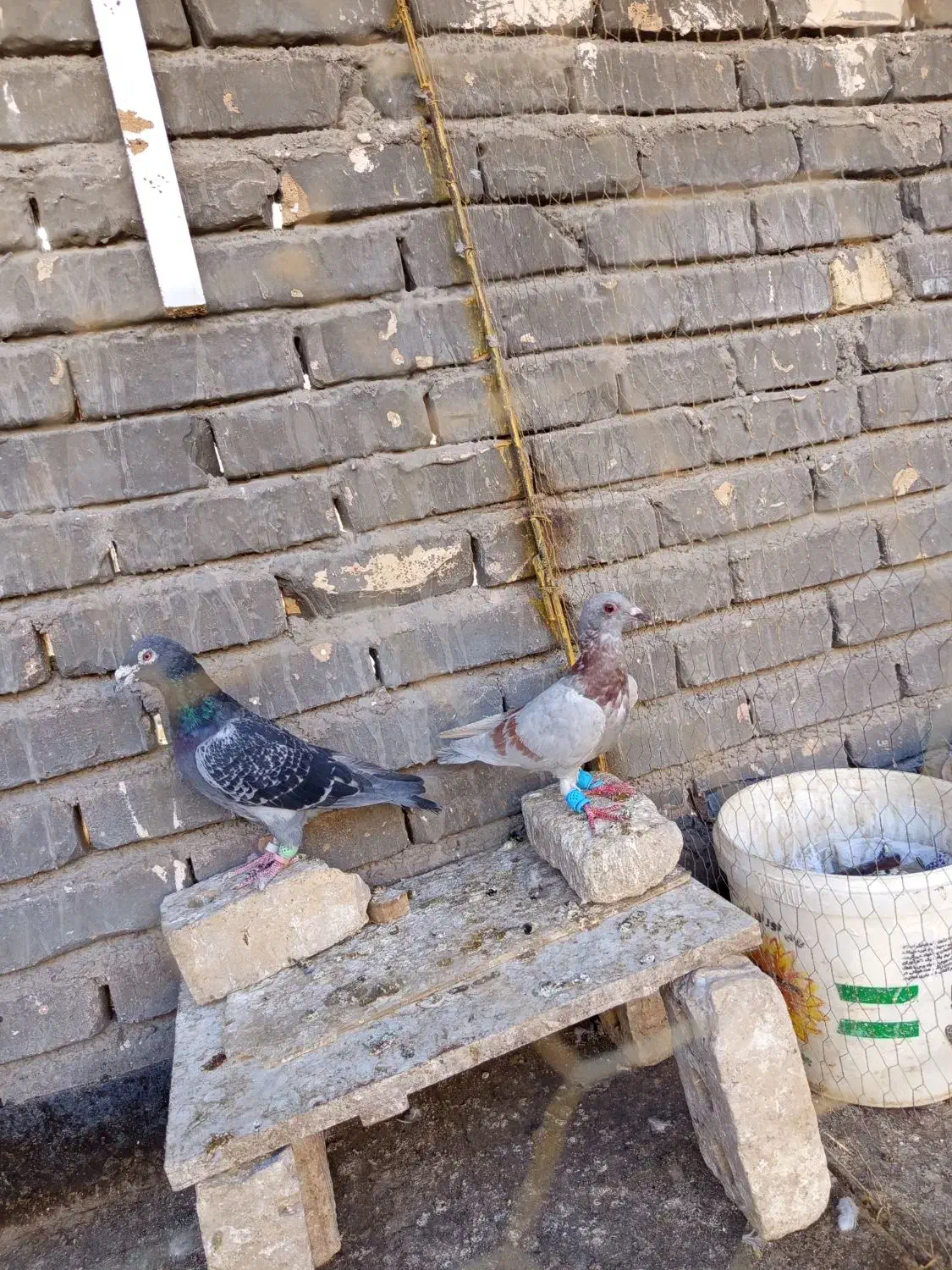 کبوتر صید|پرنده|تربت‌حیدریه, فرمانداری|دیوار