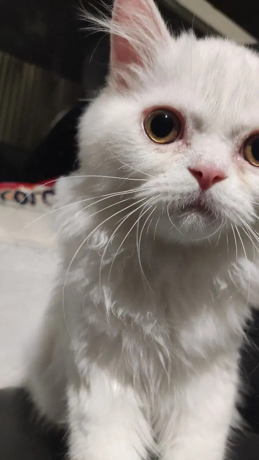 گربه نر پرشین هفت ماهه|گربه|تبریز, |دیوار