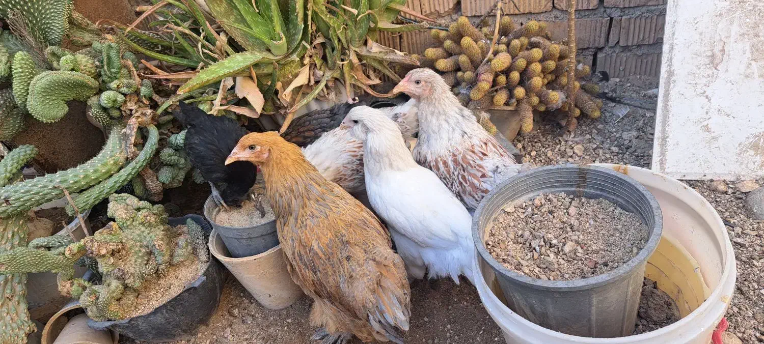 جوجه ایام .بلو.اورنج.جی اس جی .برهما و اراکانا|حیوانات مزرعه|شیراز, شهرک کوشکک|دیوار