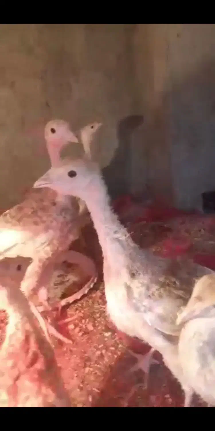 بوقلمون بوربون|حیوانات مزرعه|هشتگرد, هشتگرد قدیم|دیوار