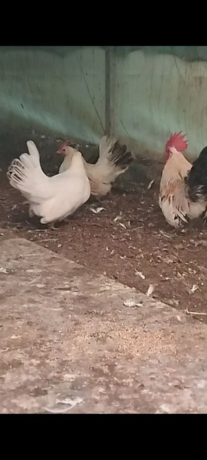 یک ست جاپنیز لمون|حیوانات مزرعه|رامیان, |دیوار