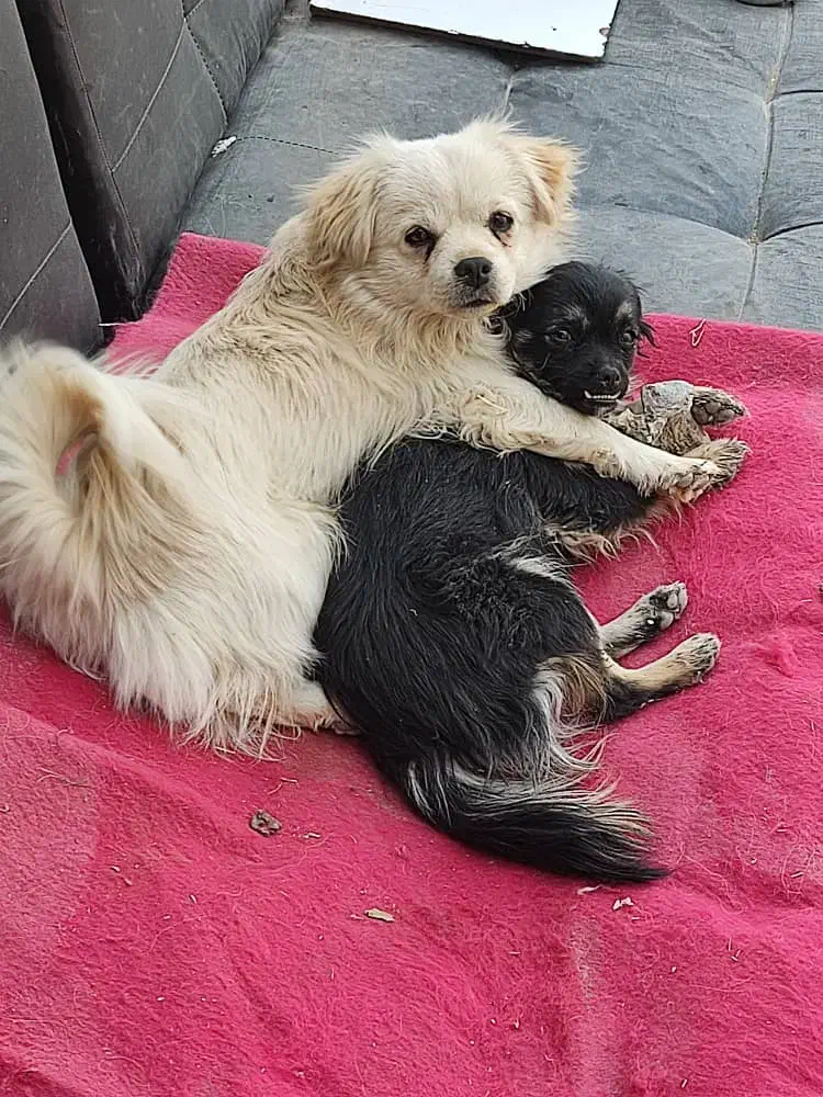 سگ گم شده پامر اشپیتز|حیوانات|هشتگرد, فاز ۱ مهستان|دیوار