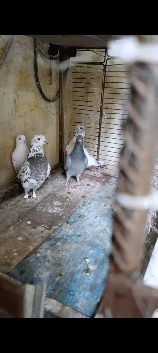 کبوتر پرشی|پرنده|بوکان, |دیوار