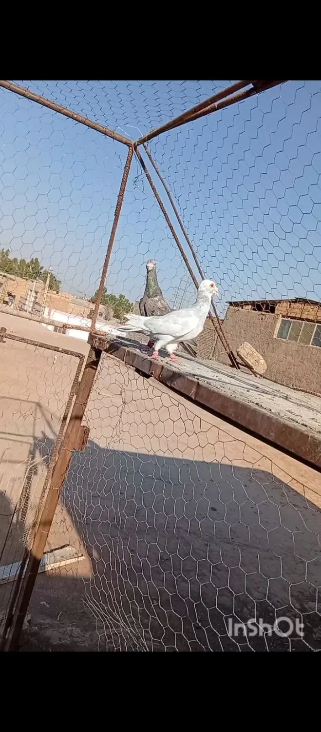 کفتر|پرنده|رفسنجان, |دیوار