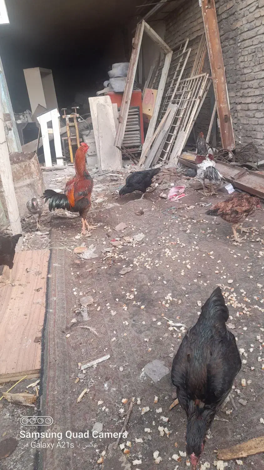 تعدادی مرغ وخر وس لاری اصل وجوان|حیوانات مزرعه|مشهد, یوسفیه (شهرک غرب)|دیوار