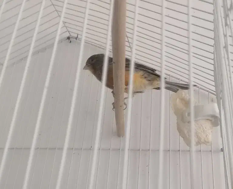 قناری سوخته نر|پرنده|بم, |دیوار