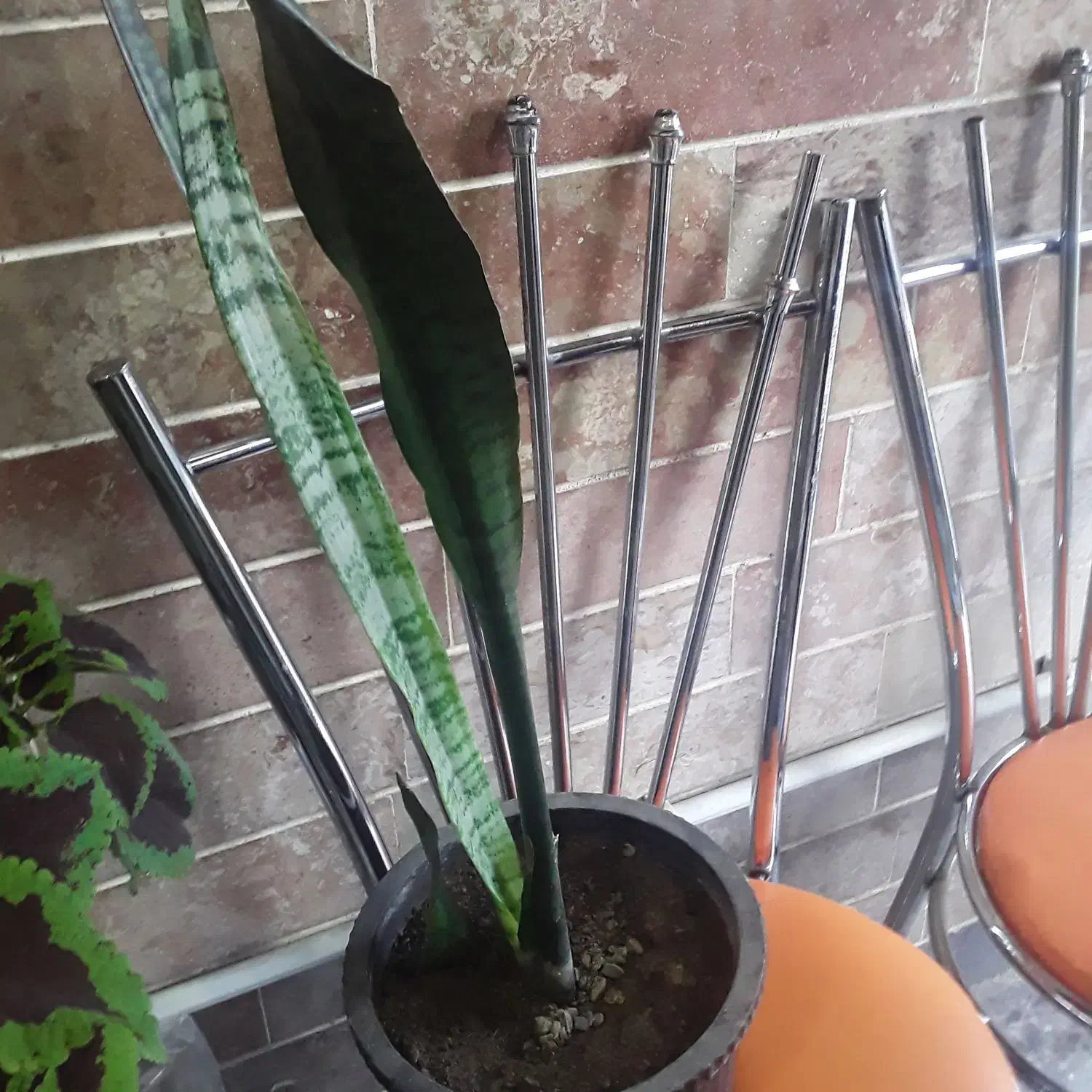 گل آپارتمانی|گل و گیاه طبیعی|خوی, |دیوار