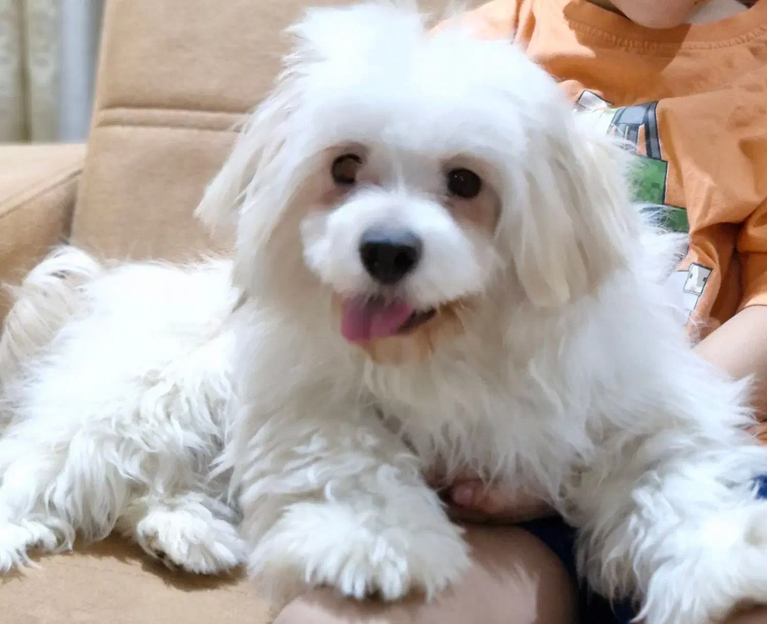 سگ شیتزو ۸ ماهه فقط ۶ میلیون تومان|سگ|قدس, شهر‌قدس|دیوار