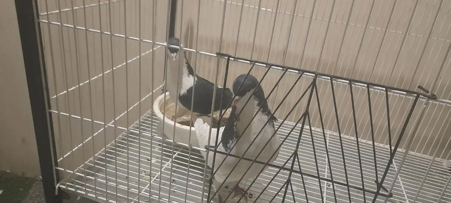 کفتر چپ و سینه ای|پرنده|تهران, شهرک استقلال|دیوار