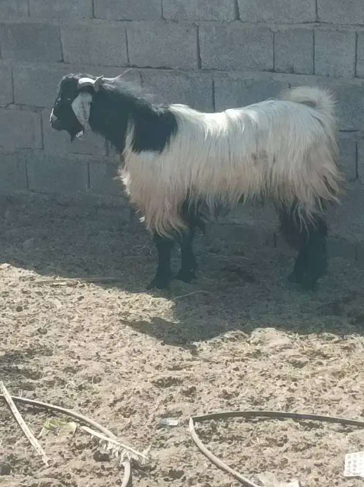 فروش دو عدد نری بخته|حیوانات مزرعه|رفسنجان, |دیوار