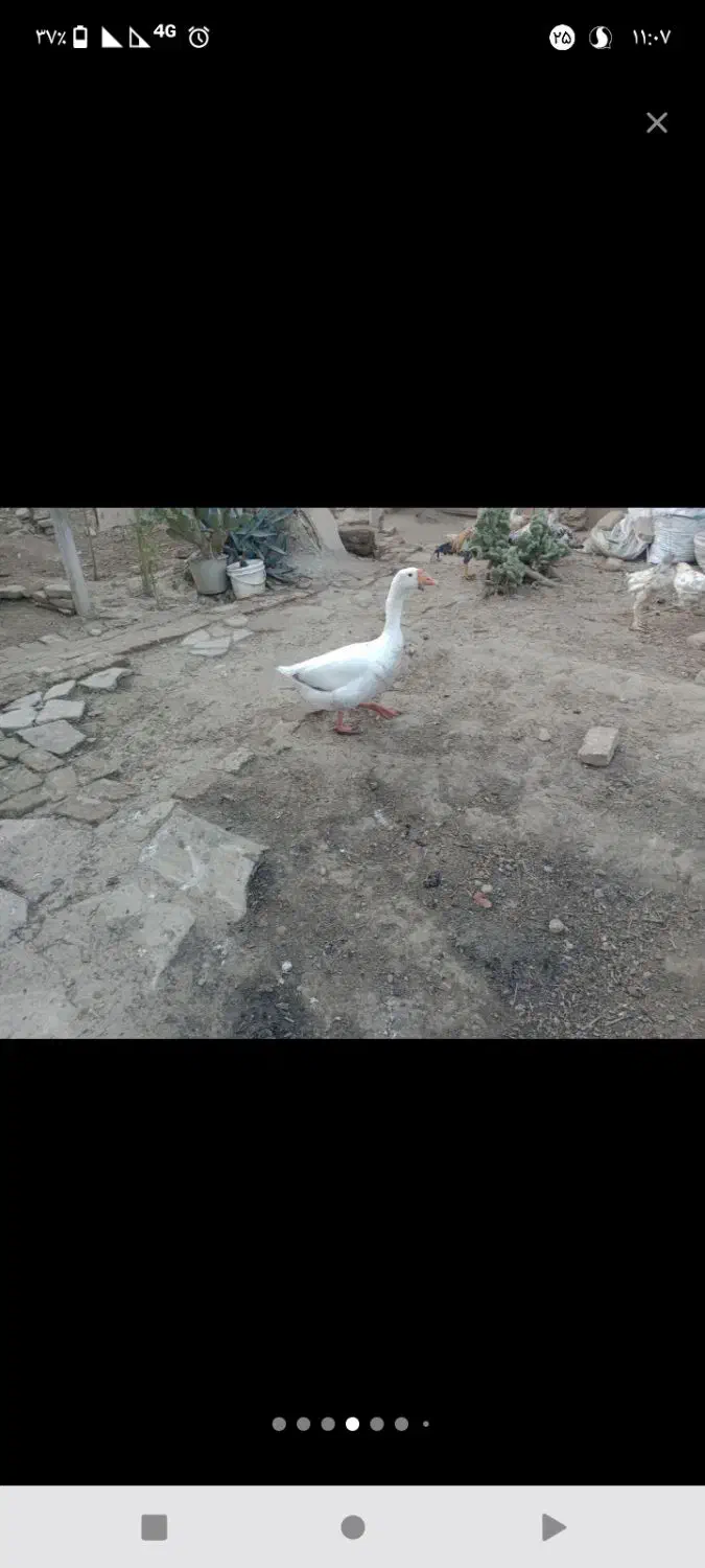 غاز نر فروشی|حیوانات مزرعه|سنگدوین, |دیوار