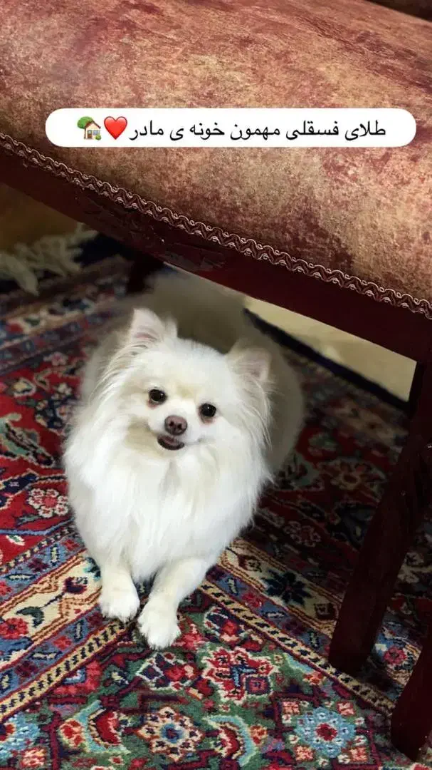 سگ آپارتمانی مینیاتوری|سگ|خرمآباد, |دیوار