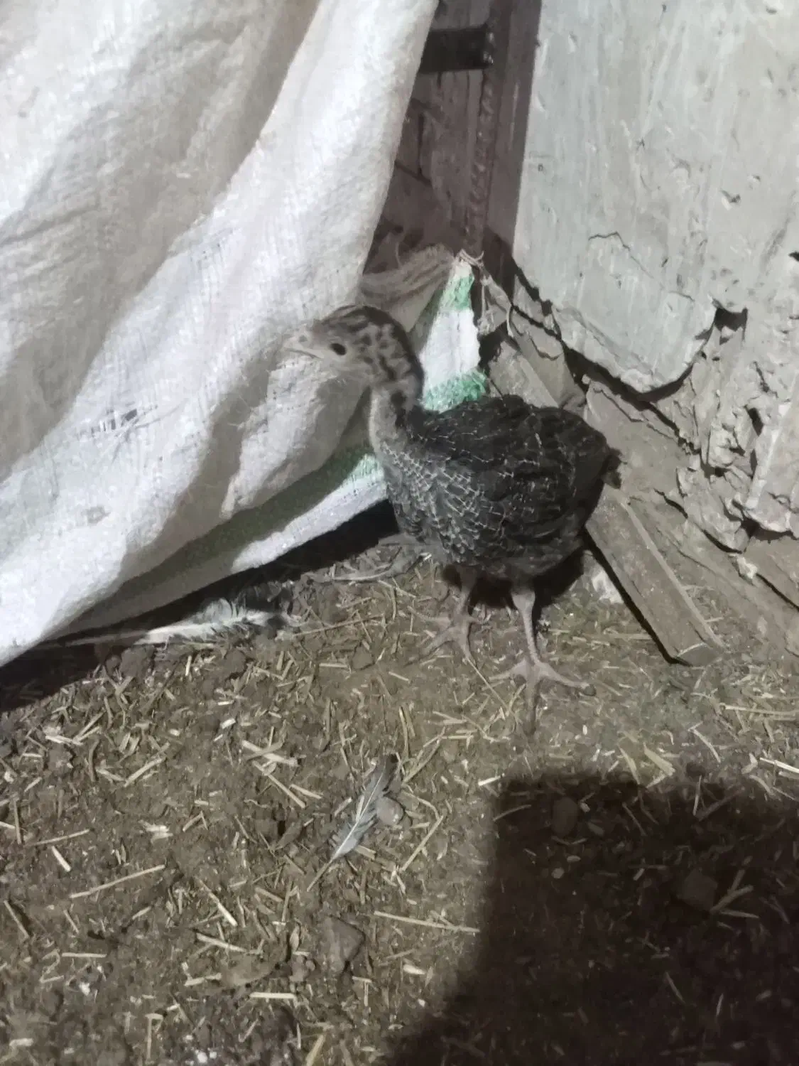 جوجه بوقلمون 45 روزه|حیوانات مزرعه|تربت جام, میان جام|دیوار