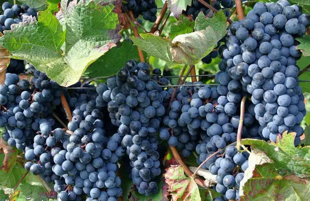 پیش فروش نهال انگور سردشت سیاه|خدمات باغبانی و درختکاری|جعفرآباد, |دیوار