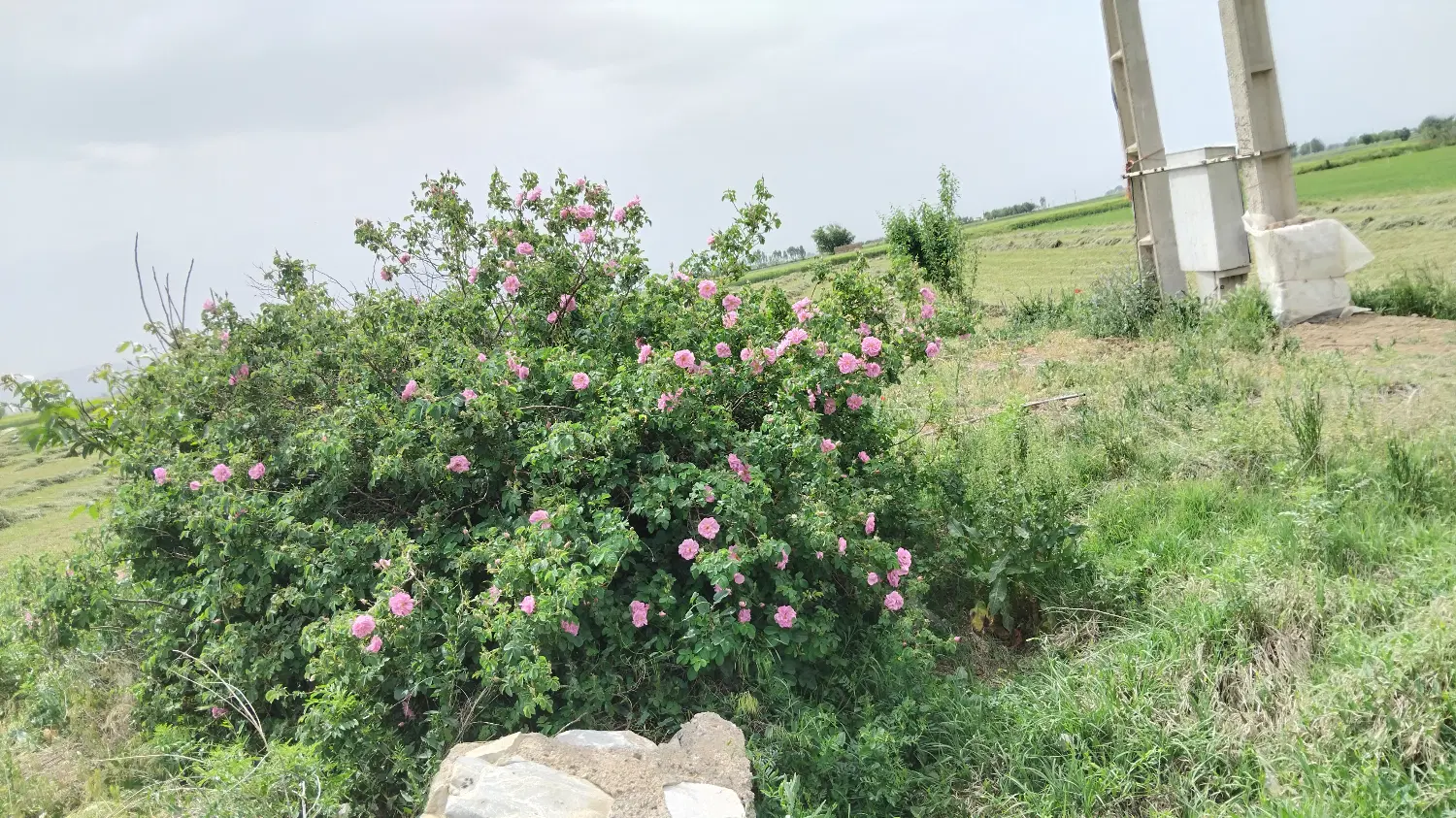 گل محمدی|گل و گیاه طبیعی|قاسمآباد (خواف), |دیوار