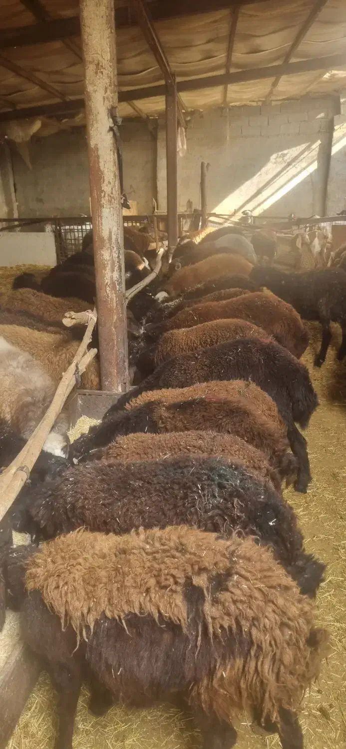 بره نر افشاری پای پروار|حیوانات مزرعه|محمدشهر, کوی بهار|دیوار