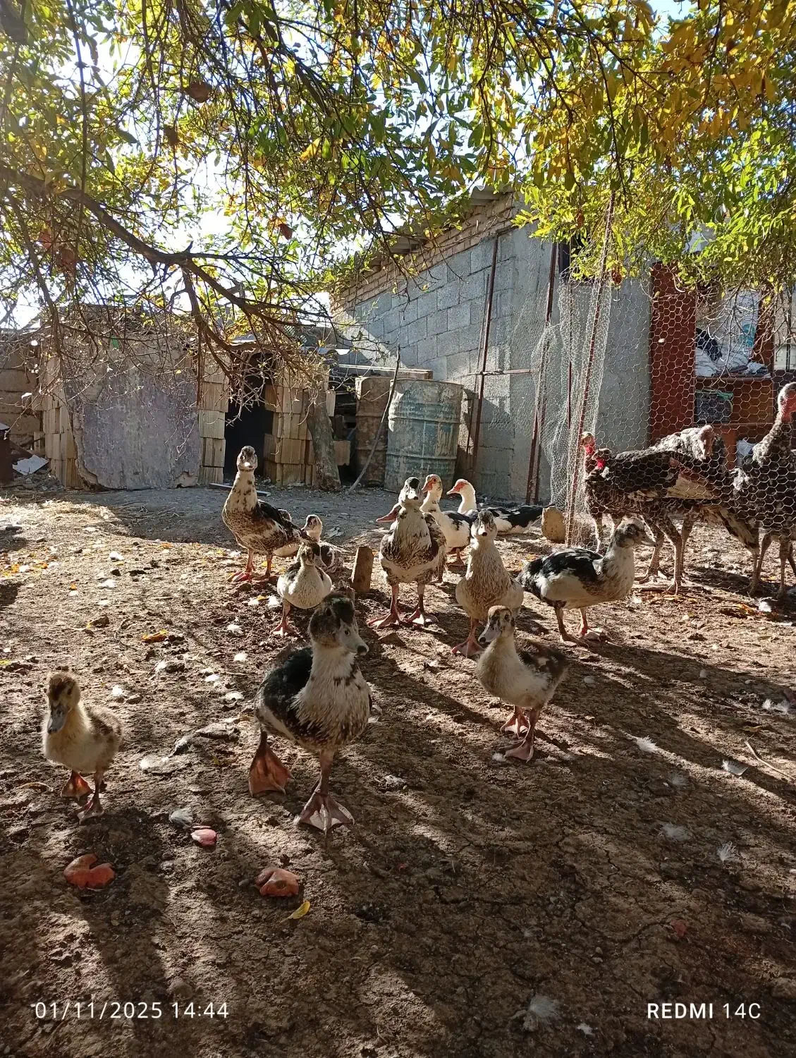 غاز و اوردک اسراعیلی|حیوانات مزرعه|قشلاق دشت, |دیوار