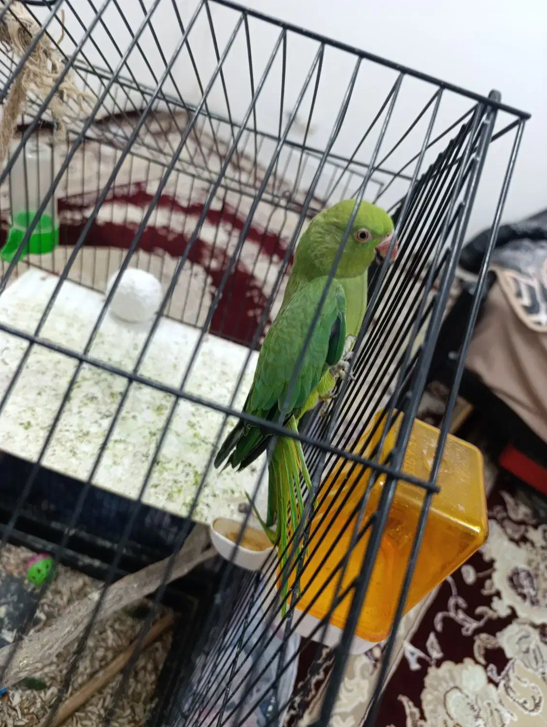 طوطی ملنگو|پرنده|طبس, |دیوار