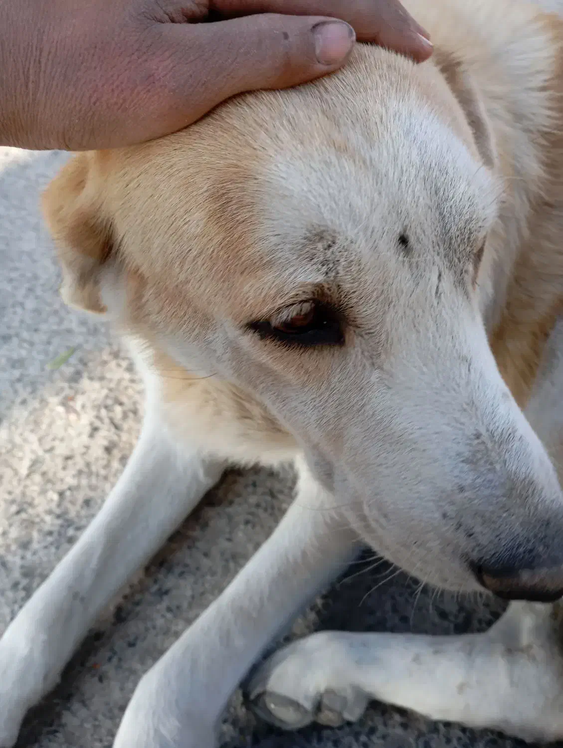 گمشده|سگ|رباط‌کریم, رباط‌کریم|دیوار