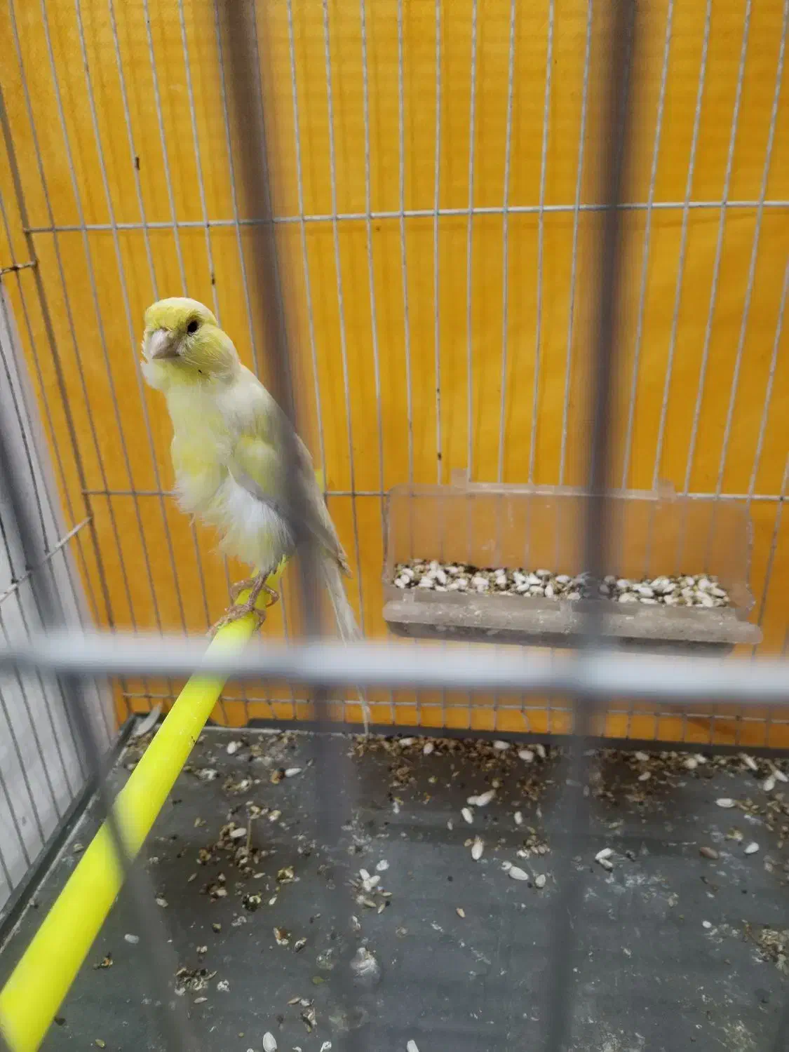 قناری نر|پرنده|مشهد, سعد آباد|دیوار