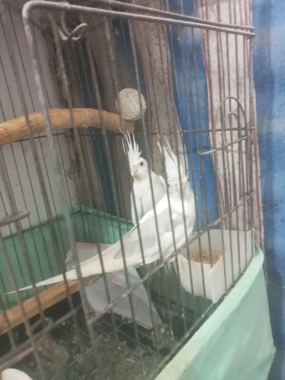 جفت عروس البینو|پرنده|رشت, جماران|دیوار