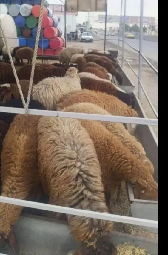 گوسفند زنده خونی جهت تمامی مراسمات شما با قصاب|حیوانات مزرعه|مشهد, الهیه|دیوار