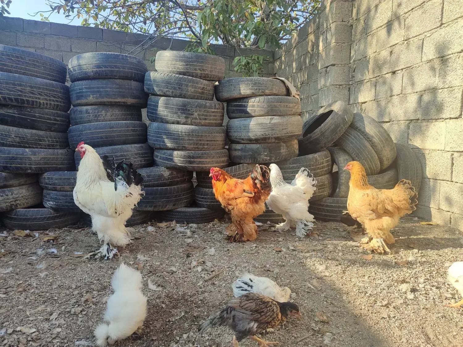 مرغ و خروس برهما وارداتی غول پیکر|حیوانات مزرعه|رامیان, |دیوار