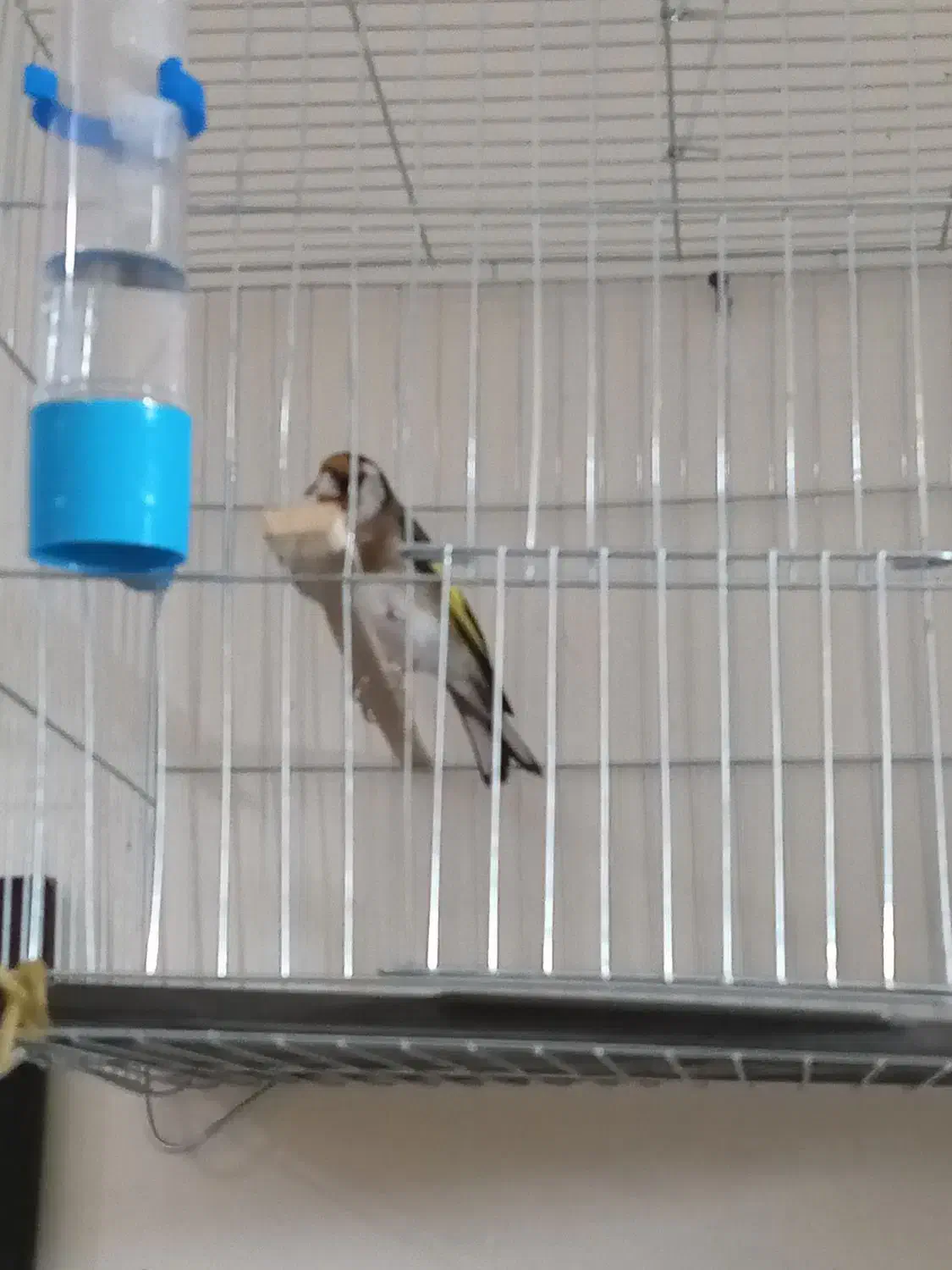 سهره سرخ دوساله جفتی قناری|پرنده|اندیمشک, |دیوار