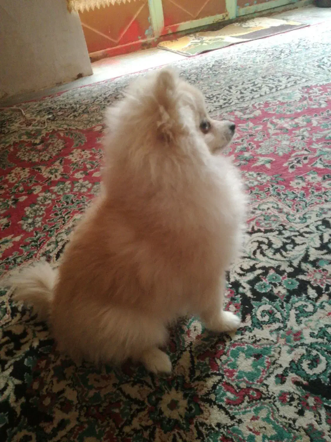 پامر روباهی 6 ماهه|سگ|دهاقان, |دیوار