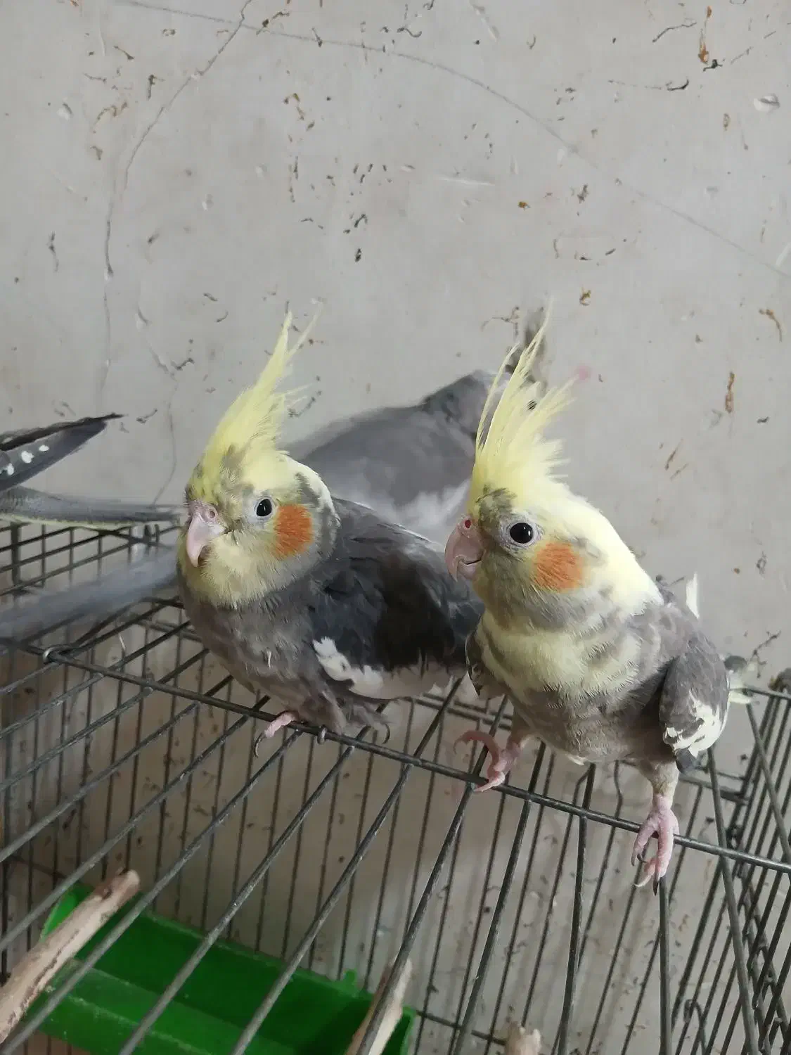 عروس هلندی بالغ|پرنده|خرمشهر, |دیوار