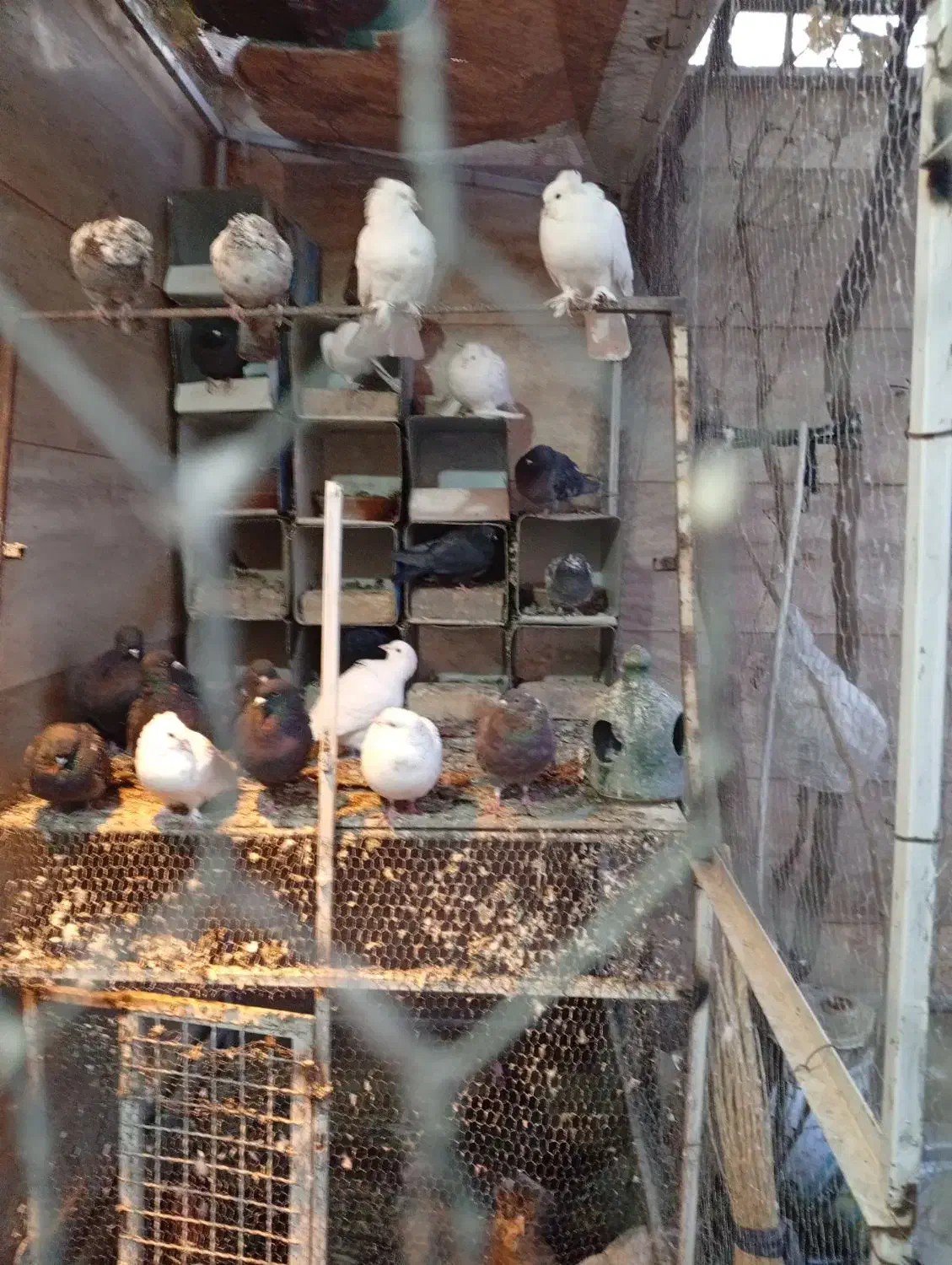 تعدادی  کبوتر و   پنج عدد مرغ و خروس|پرنده|عسگران, |دیوار