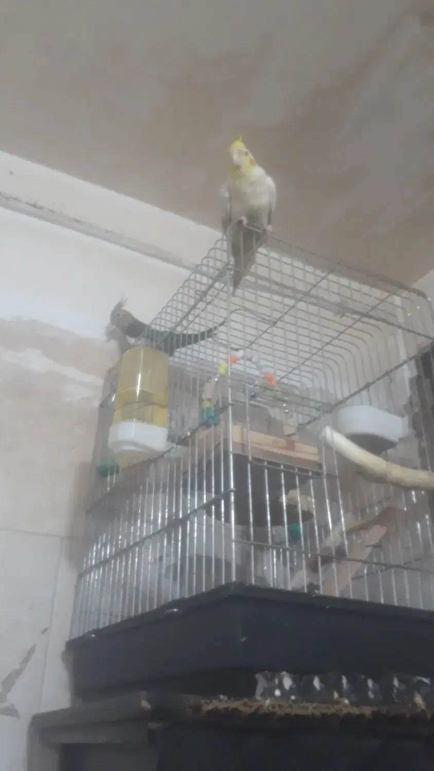 دو دونه  عروس هلندی دستی سخنگو دستی|پرنده|قرچک, مهدیه|دیوار