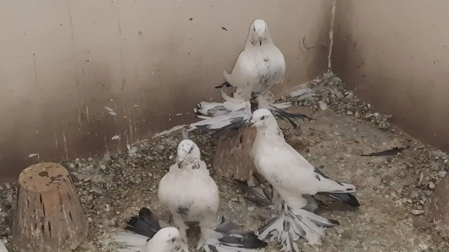 کبوتر|پرنده|تبریز, |دیوار