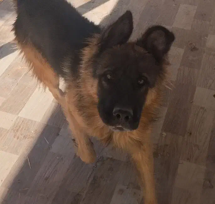 ژرمن نر فروشی جرمن|سگ|شیراز, تندگویان|دیوار