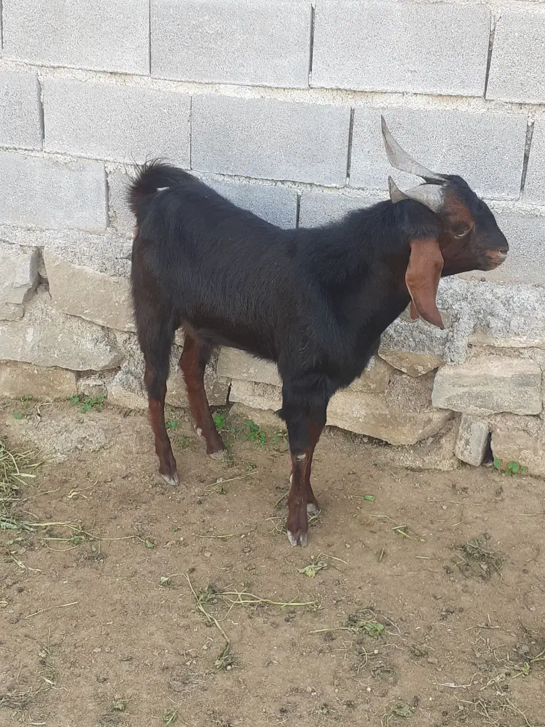 دو عدد بز|حیوانات مزرعه|اهواز, کیانپارس |دیوار