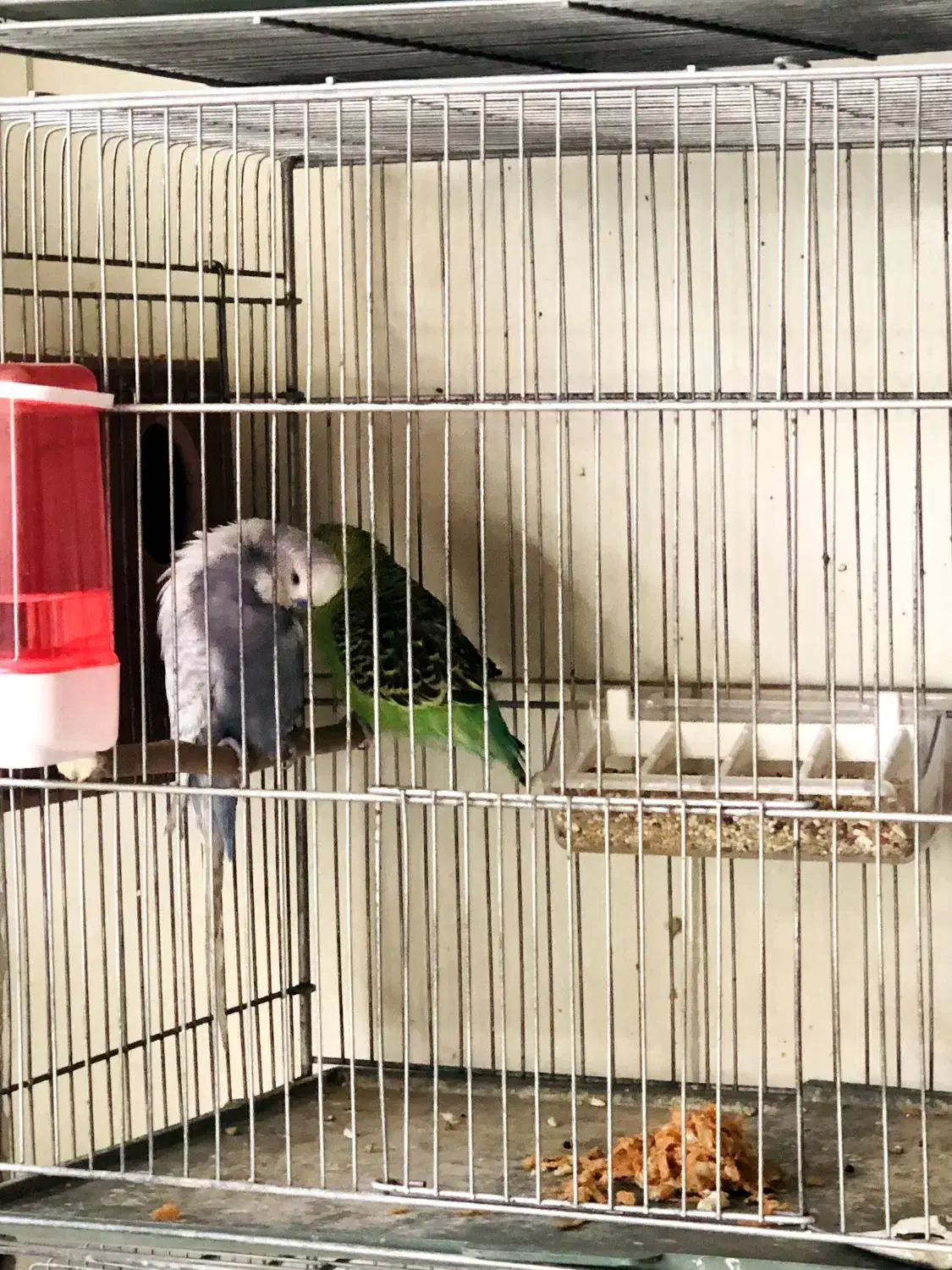 مرغ عشق انگلیسی مولد|پرنده|تهران, تجریش|دیوار