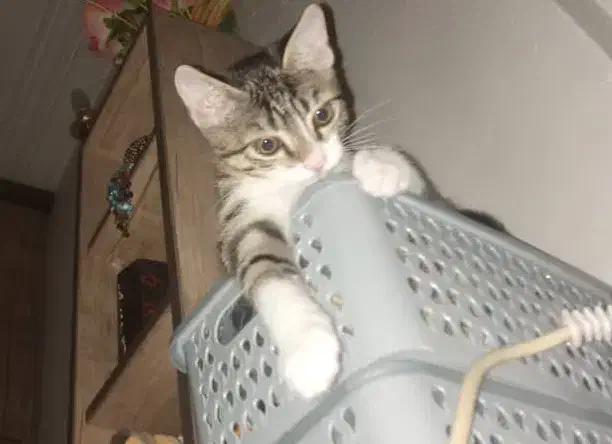 واگذاری رایگان|گربه|رشت, چمارسرا|دیوار