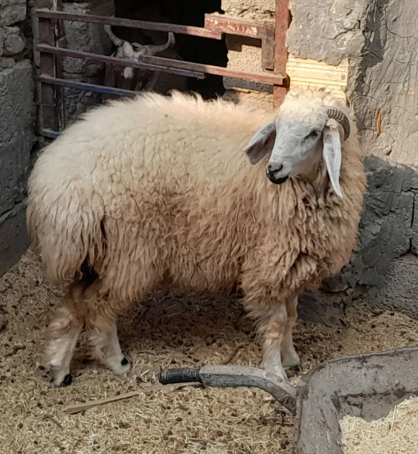 کاوربره ماده وگیسه بسیارچاق وسرحال|حیوانات مزرعه|جیرفت, |دیوار