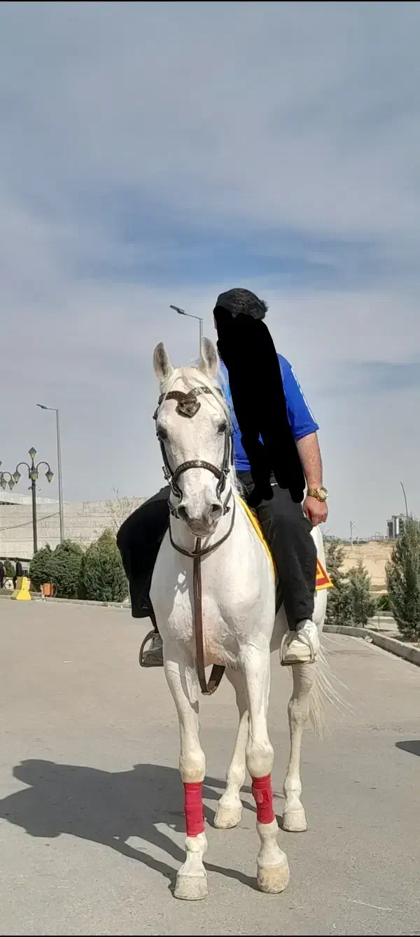 اسب سیلمی|اسب و تجهیزات اسب‌سواری|اردبیل, |دیوار