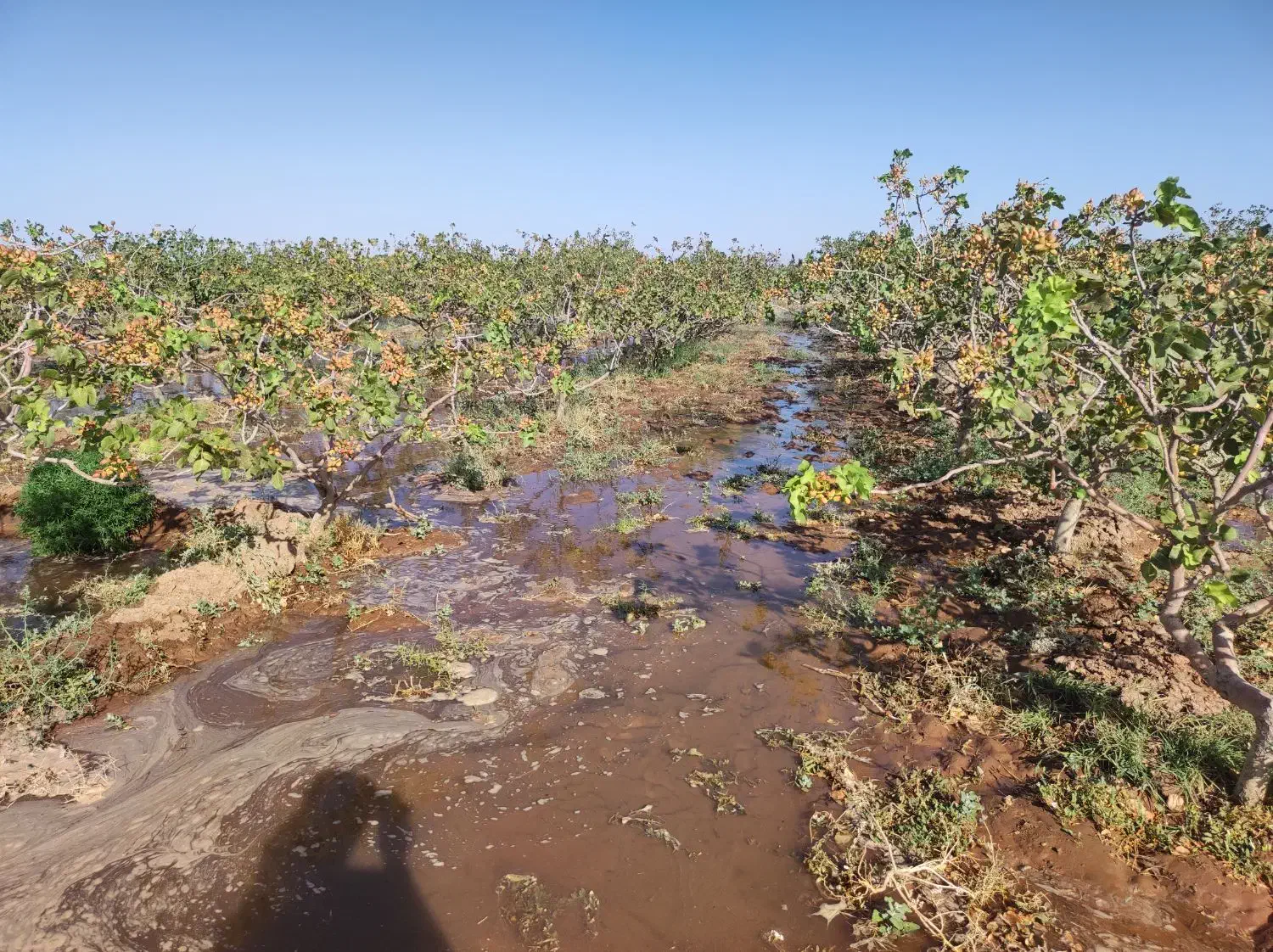 باغ پسته 25 ساله|فروش دفتر صنعتی، کشاورزی، تجاری|نیشابور, دربقاضی|دیوار