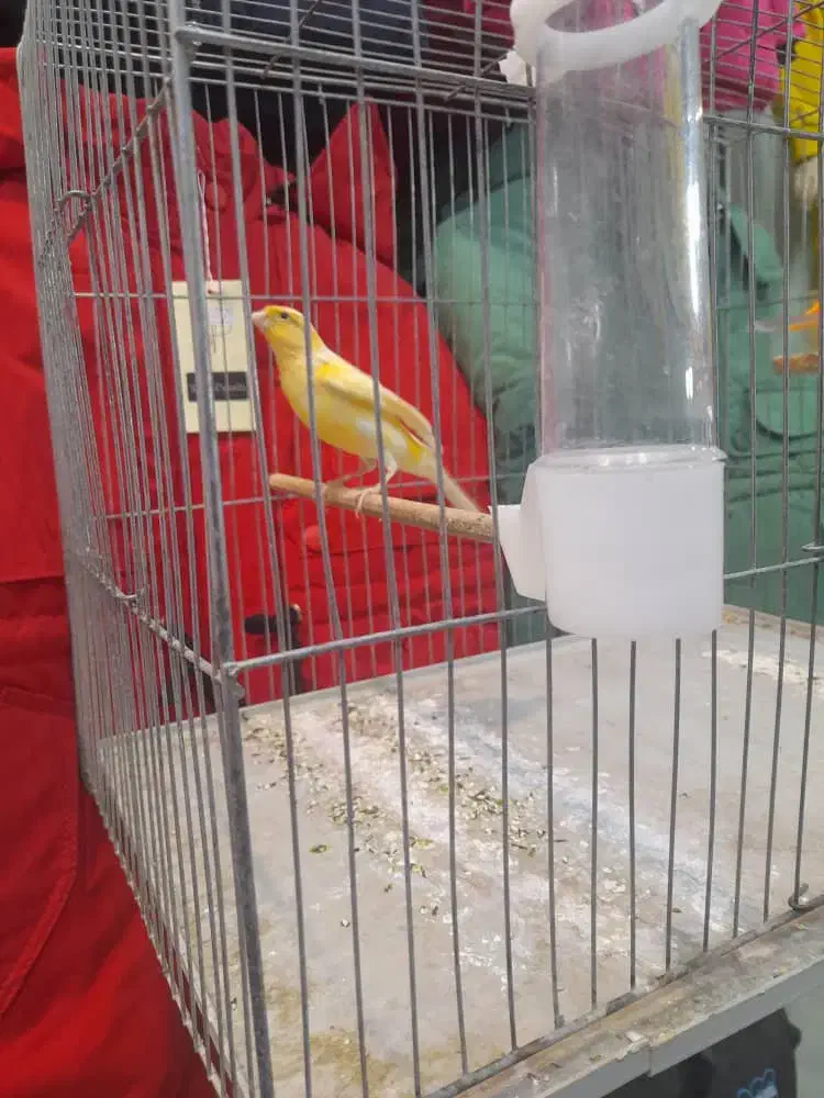 قناری نر میخونه صبح شب میخونه|پرنده|کرمان, |دیوار