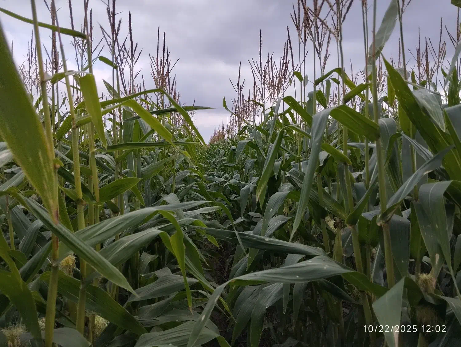 فروش علوفه ذرت|عمدهفروشی|قشلاق دشت, |دیوار