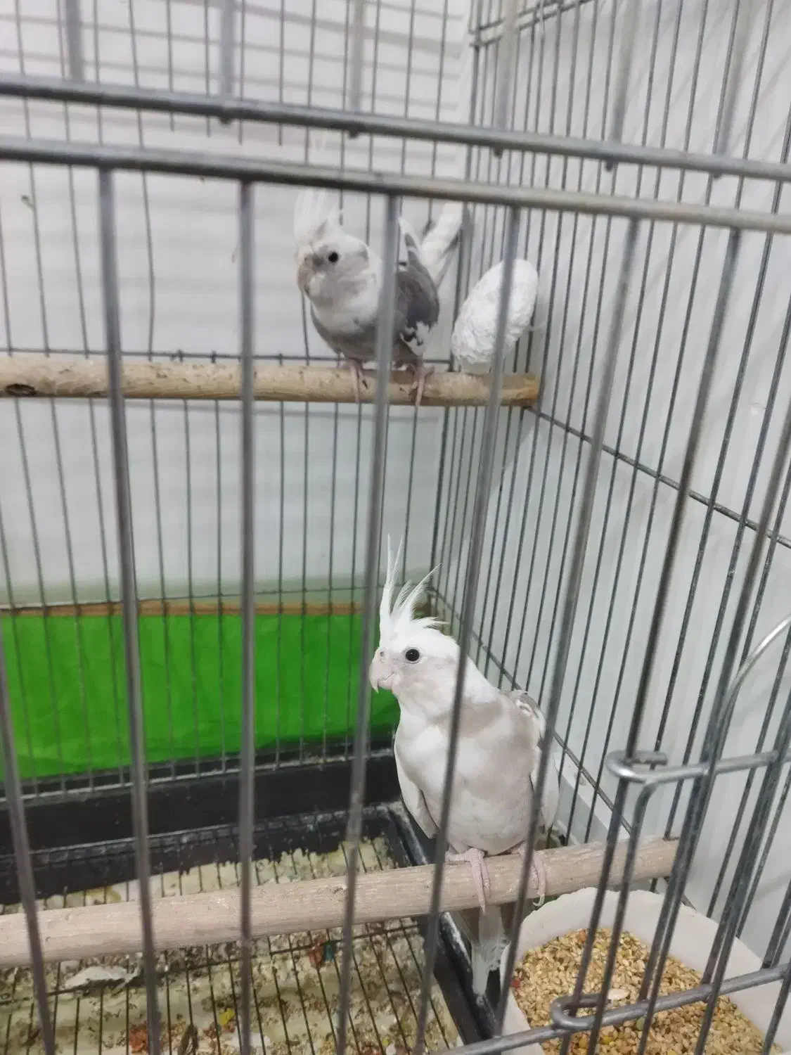 یک جفت عروس هلندی مولد|پرنده|محمدشهر, سیدآباد|دیوار