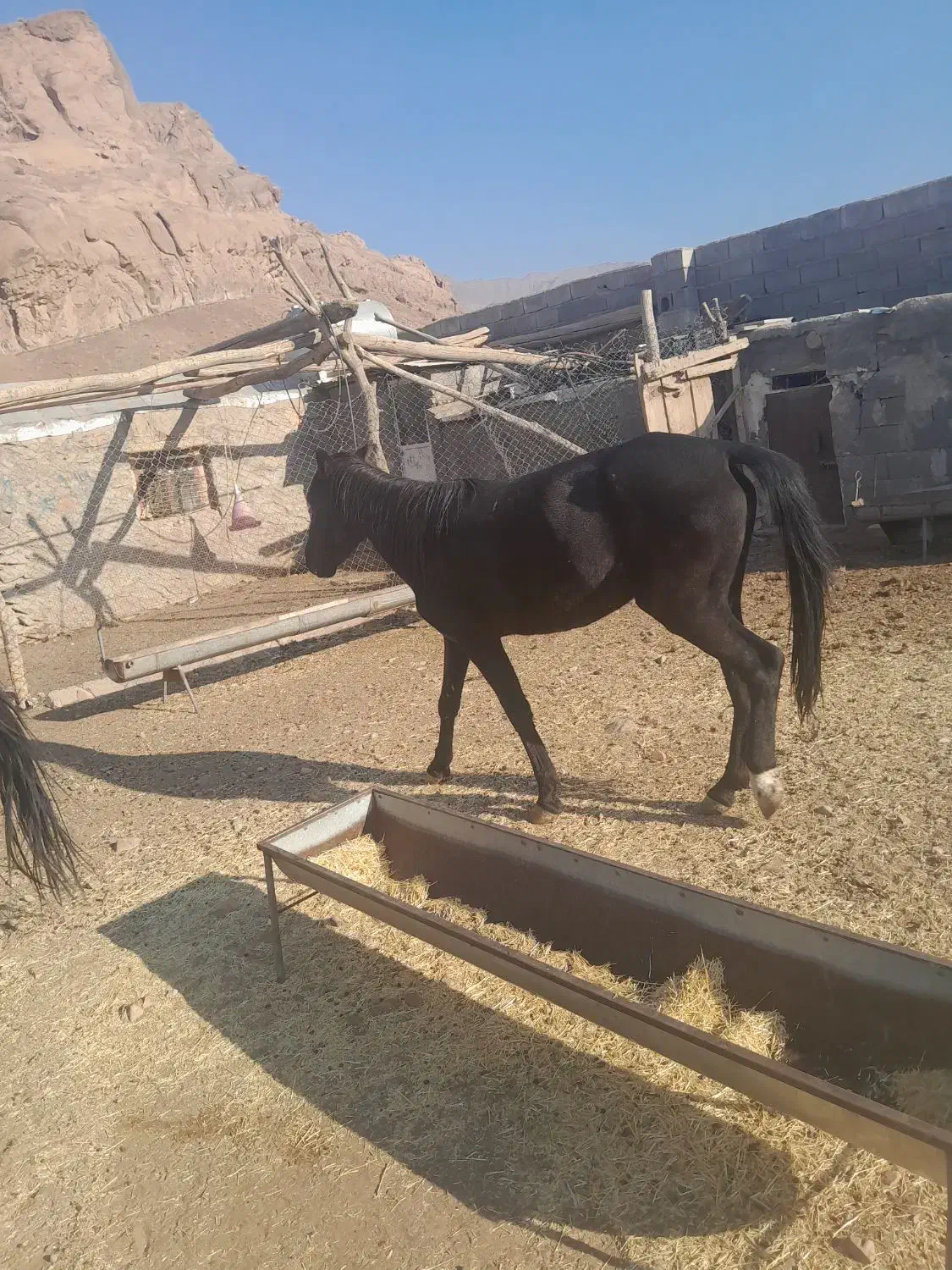 اسب|اسب و تجهیزات اسب‌سواری|سلفچگان, |دیوار