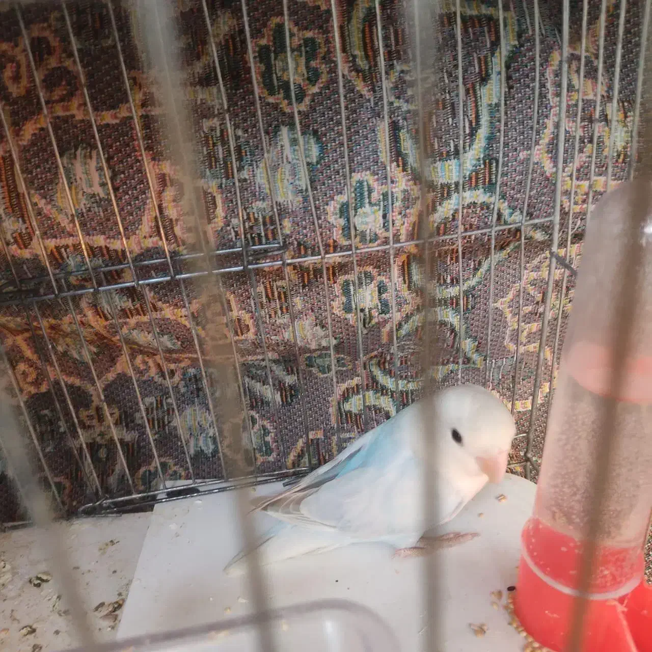 یک عدد طوطی برزیلی رنگ خواص|پرنده|گرمسار, |دیوار