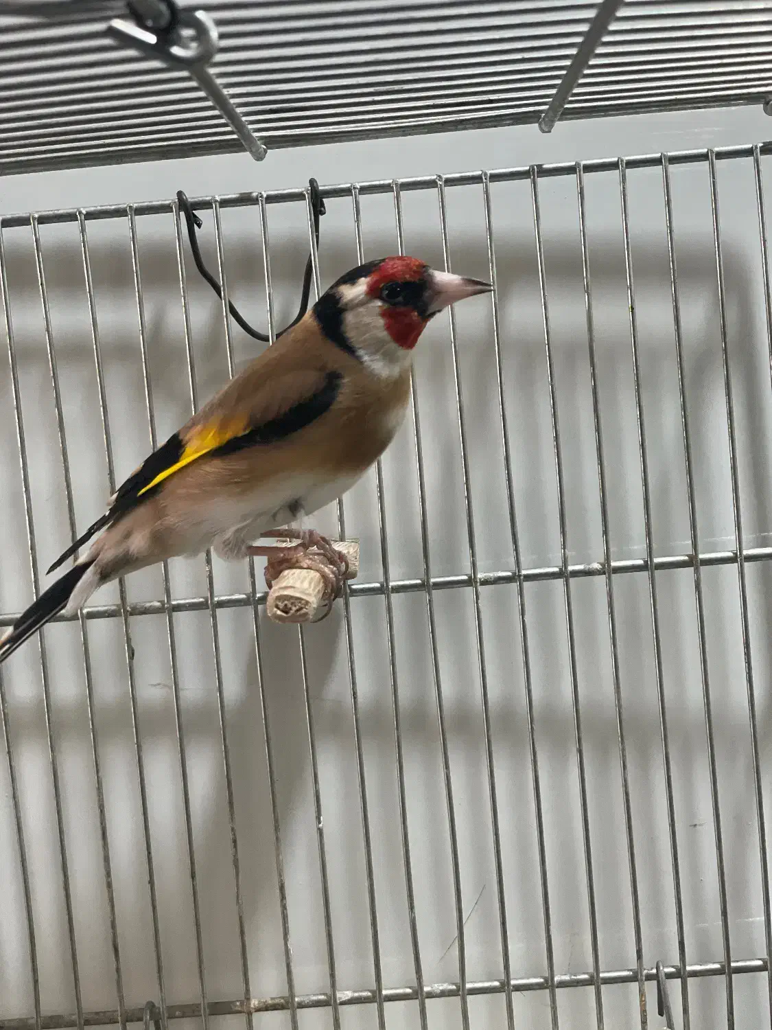 سهره نر عالی|پرنده|تهران, بازار|دیوار