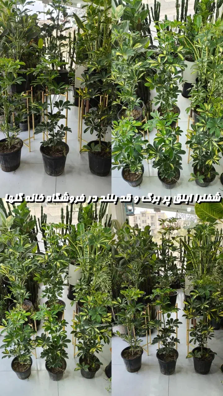 شفلرا سطل 7  خانه گلها|گل و گیاه طبیعی|بندرعباس, |دیوار